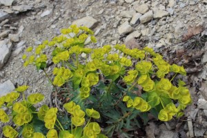 Euphorbia dendroides (1) (1200 x 800)